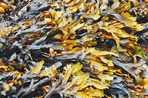 Captivating Coastal Beauty: Stuart's Magic Seaweed